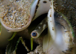 Blue eyed conch. by Juan Torres 